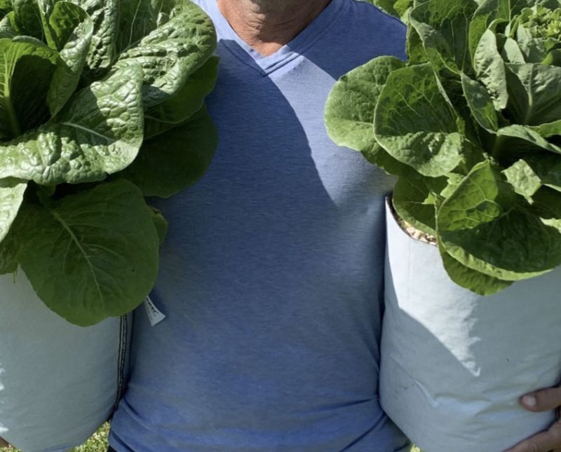 abbotsford-lettuce4